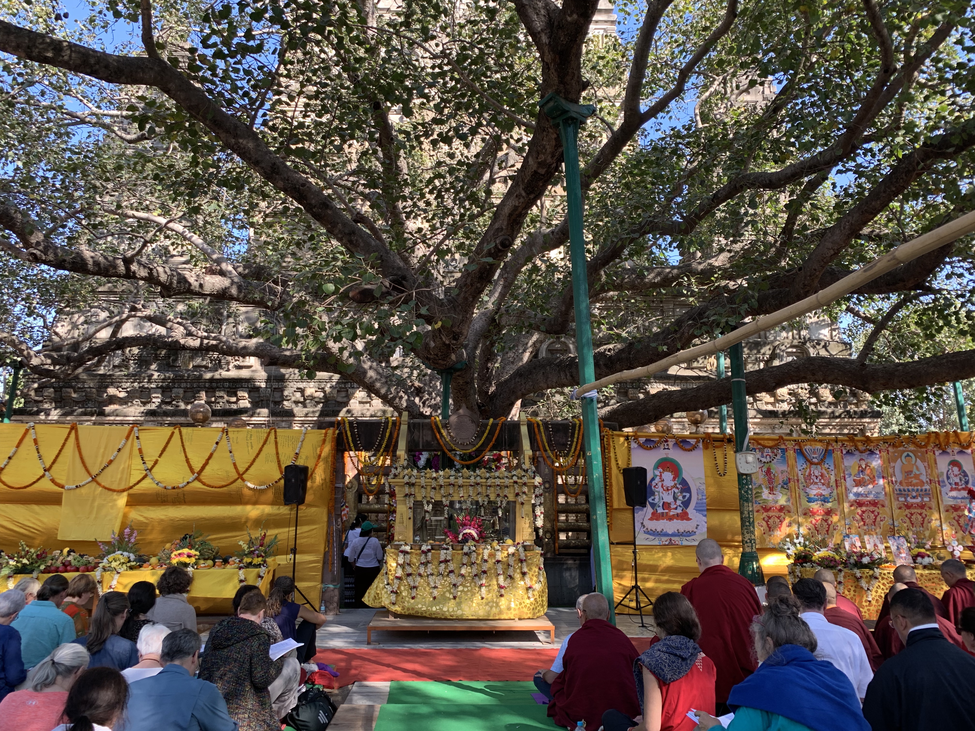 Der Bodhi Baum, unter dem der Buddha Erleuchtung erlangt hat. Rigpa Gebetsfest, März 2019, Bodhgaya (Indien)